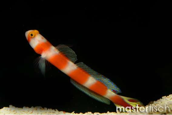 Pinkbar Prawngoby + 1 Alpheus shrimp
