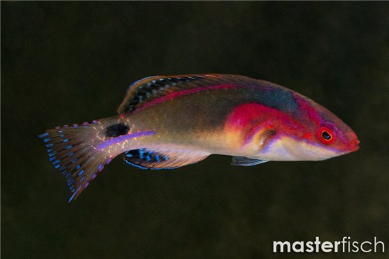 Exquisite Wrasse Indian Ocean