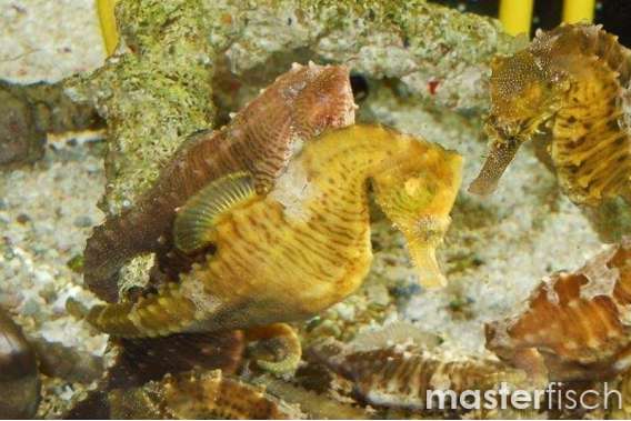 Yellow lined seahorse (bred)
