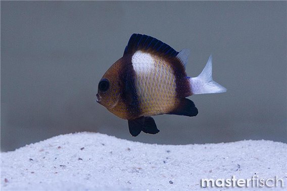 Cloudy Dascyllus