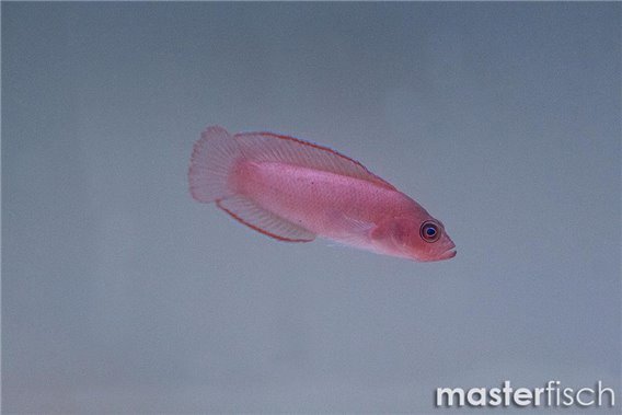 Mccullochi Dottyback
