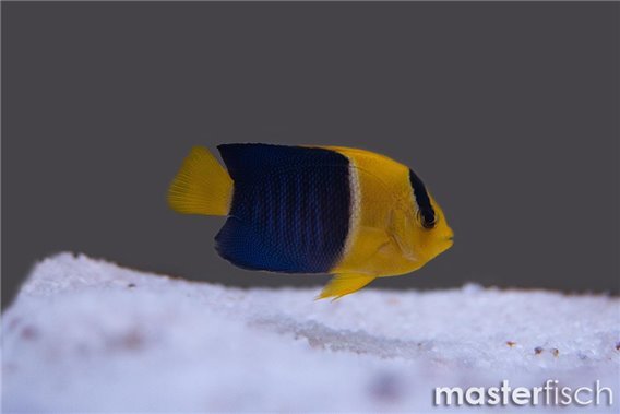 Bicolor Angelfish (bred)