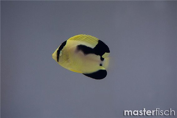 Golden Spotted Angelfish hybride x Griffis (bred)