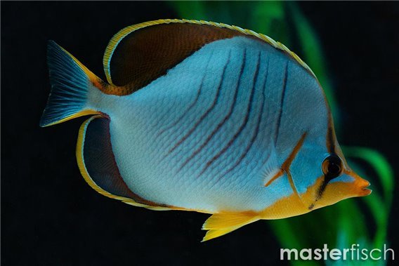 Yellowhead Butterflyfish
