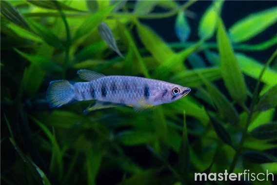 Redchin panchax monroviae