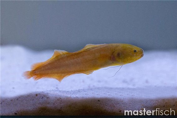 Dusky Brotulid
