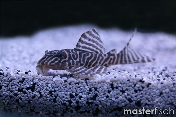 L066 - "King Tiger Pleco"