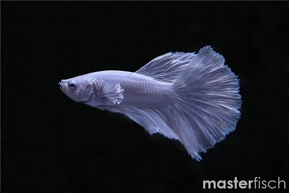 Fighting fish halfmoon platinum