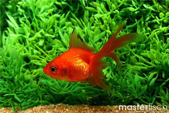 Red butterfly fantail Goldfish