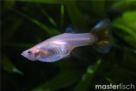 Guppy Parrot
