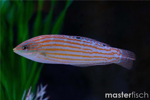 Adorned Wrasse