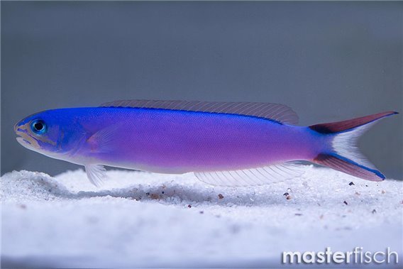 Purple Sand Tilefish