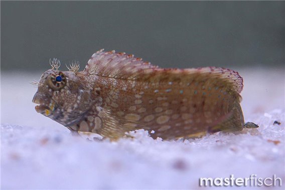 Salarias fasciatus red fin Indian Ocean