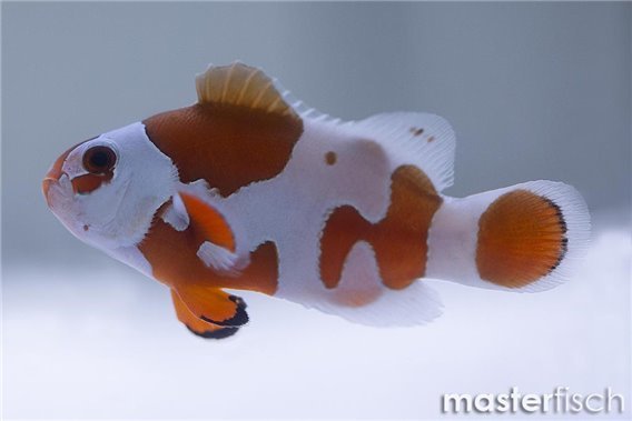 Clownfish Mocha Orange Storm (bred)