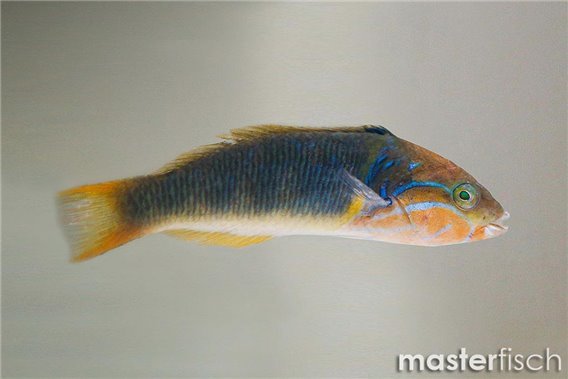 Goldbar Wrasse