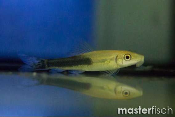 Sucking Loach bicolor