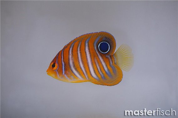 Regal Angelfish
