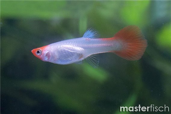 Koi Guppy