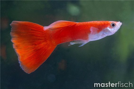 Guppy premium full red