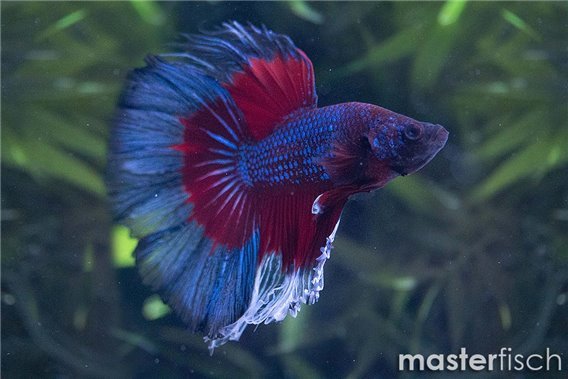 Fighting Fish Flowertail