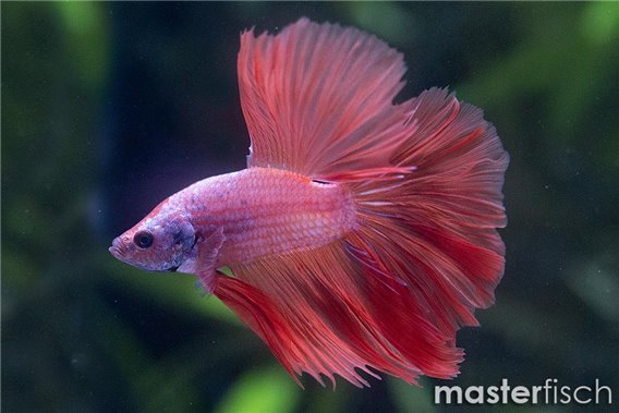 Fighting Fish Rosetail