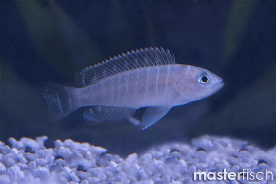 Neolamprologus similis