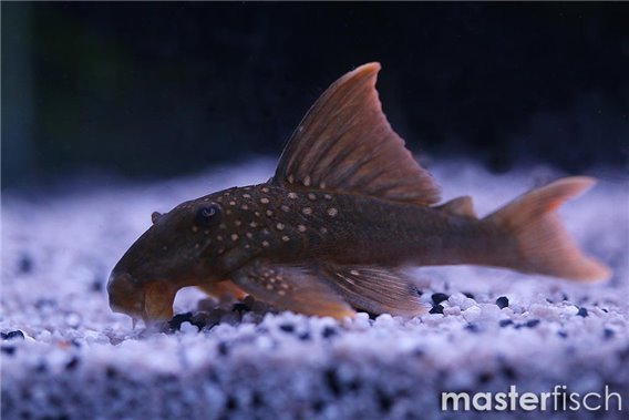 L200a - "Hi Fin Green Phantom Pleco"