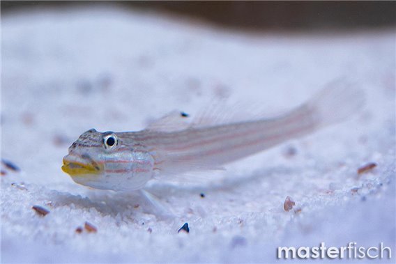 Mural Goby