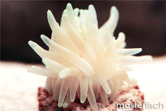 Anemone Condylactis white