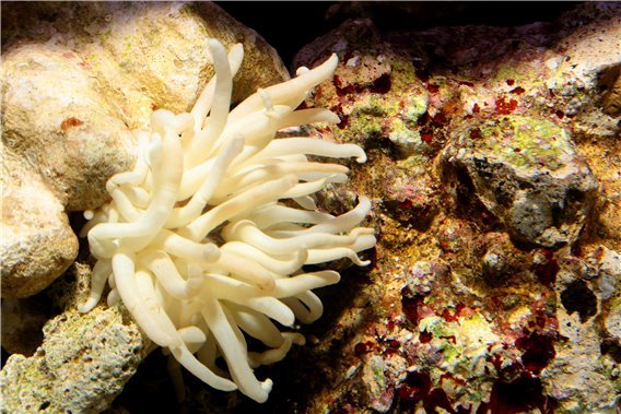 Anemone Condylactis