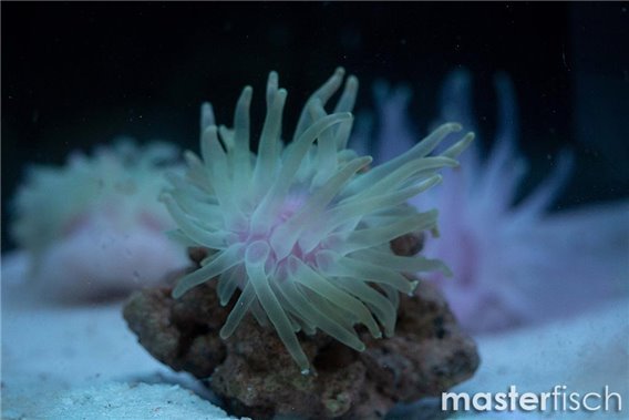Anemone Condylactis green