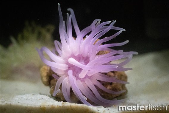 Pink Condylactis Anemone