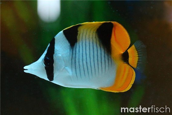 Blackwedged Butterflyfish