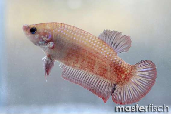 Giant shorttail ultra Fighting fish