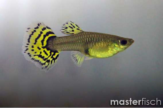 Guppy premium Galaxy medusa