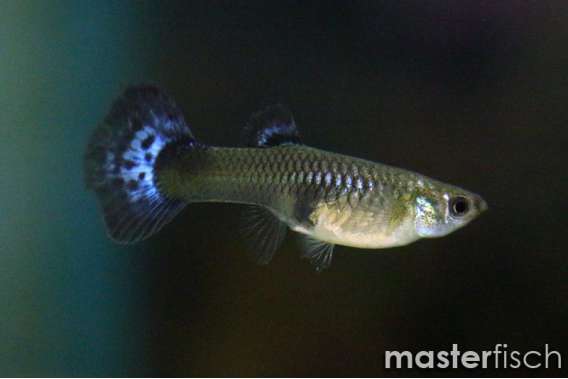 Guppy premium super blue diamond