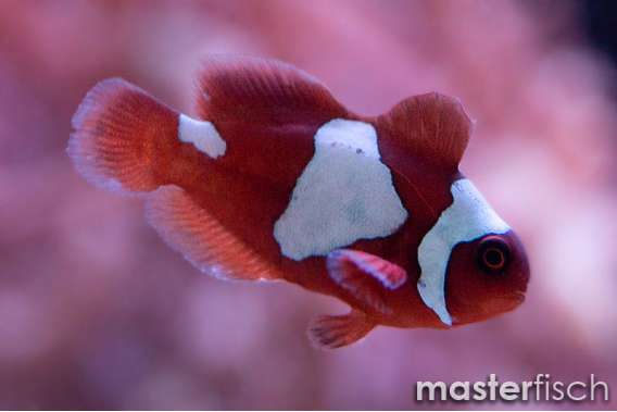 Premnas maroon snowflake (bred)