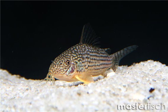 Sterba's corydoras