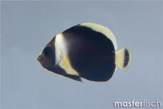 Velvet Angelfish (bred)