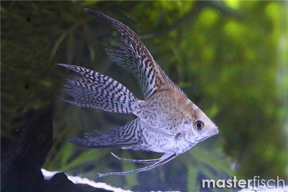 Leopard Angel Veiltail