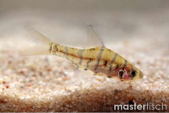 False eight-banded barb (Puntius/Eirmotus)