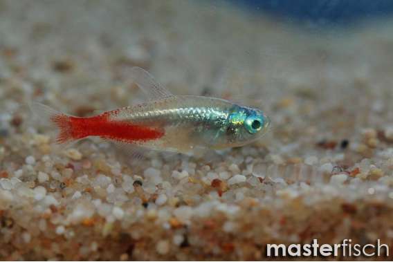 Diamond Neon Tetra