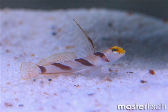 Yellownose Prawn-goby