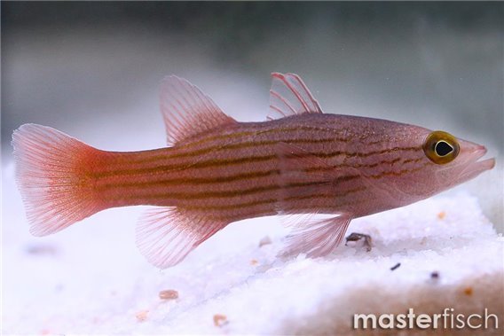 Meteor Basslet