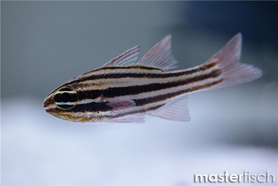 Broadstriped Cardinalfish