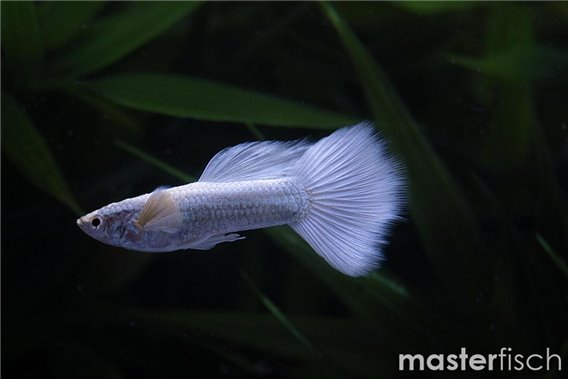 Guppy White Platinium