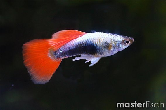 Guppy Santa Claus