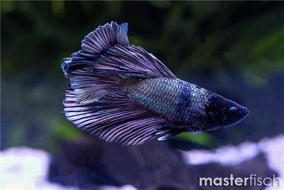 Fighting Fish Copper