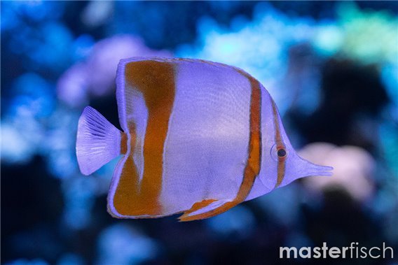 Margined Coral Fish
