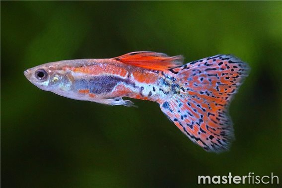Guppy Red Grass